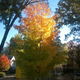 Illustration for article titled 48 Photos Of Autumn Around The World